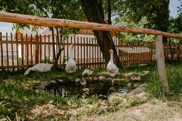 White geese at a wooden fence in the village — Stock Photo, Image