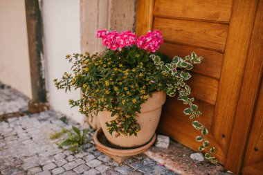 Sokakta bir kil saksı çiçek