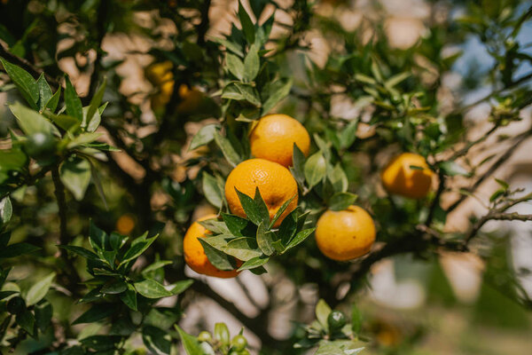 Tangerines grow on a branch.