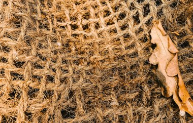 Hindistan cevizi ipliği yakın plan ve sonbahar yaprağı.