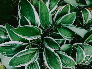 Beyaz dokunuşlu yeşil yapraklar