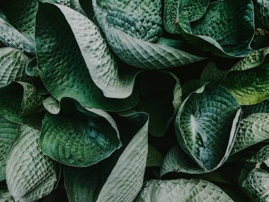 büyük yeşil yapraklar yakın plan