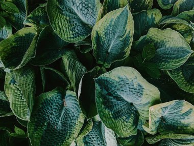 Yukarıdan büyük yeşil yaprakları izle