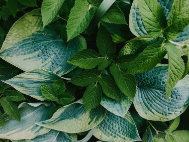 Yukarıdan büyük yeşil yaprakları izle