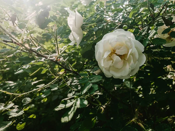 Witte rozenbottel bloem — Stockfoto