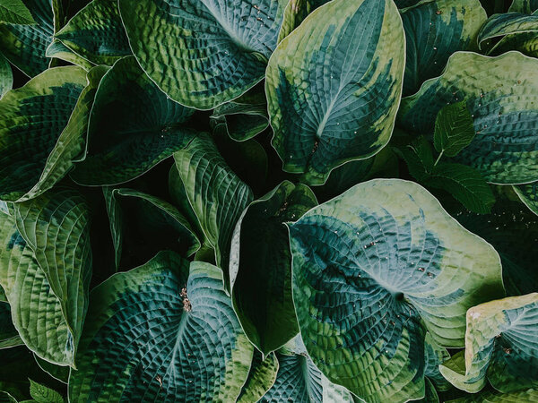 View from above on large green leaves