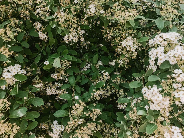 Arbustos de cerezo con flores blancas —  Fotos de Stock