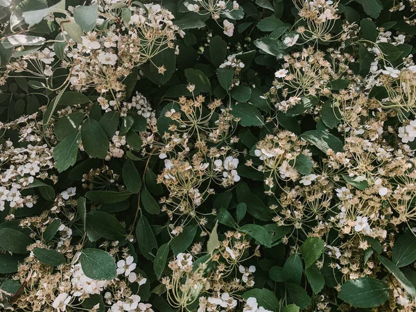 Arbustos de cerezo con flores blancas —  Fotos de Stock