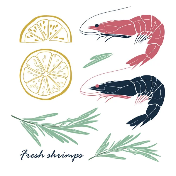 Set of shrimps with lemon and rosemary. Fresh shrimps with spices. Vector illustration isolated on white background — Stock Vector