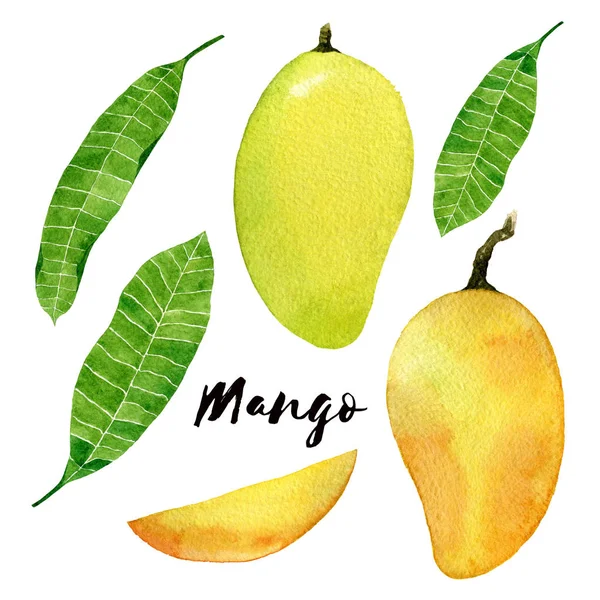 Манго фруктов акварели иллюстрации. Желтый манго с листьями и ломтик изолированы на белом фоне . — стоковое фото