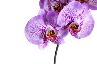 Beyaz arka plan üzerinde izole mor phalaenopsis orkide çiçek.