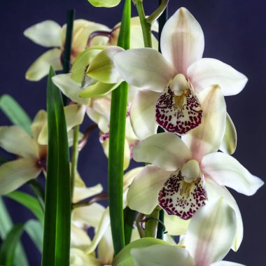 Koyu arka planda cymbidium orkide. Kopya alanı ile tam çiçek tropikal orkide.