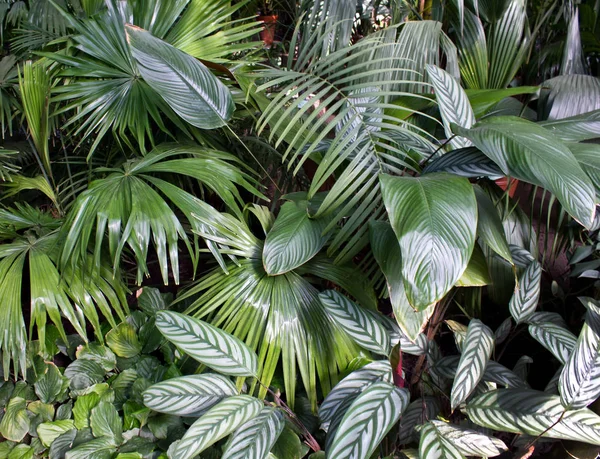 Tropische Blatttextur Hintergrund, dunkelgrünes Laub. — Stockfoto