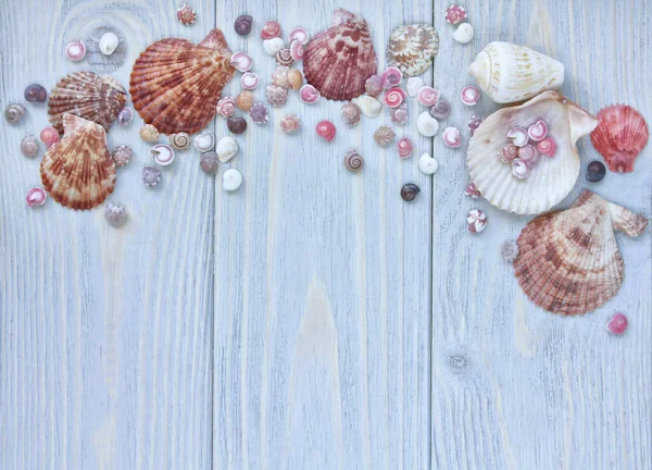 Composition of exotic sea shells on a blue wooden background. Top view. — 스톡 사진