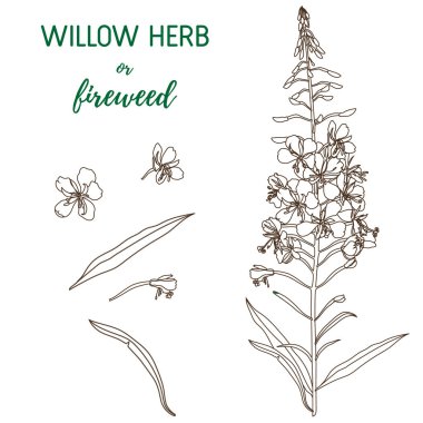 Willow Herb vektörü ayarlandı. El çizimi botanik çizimi.