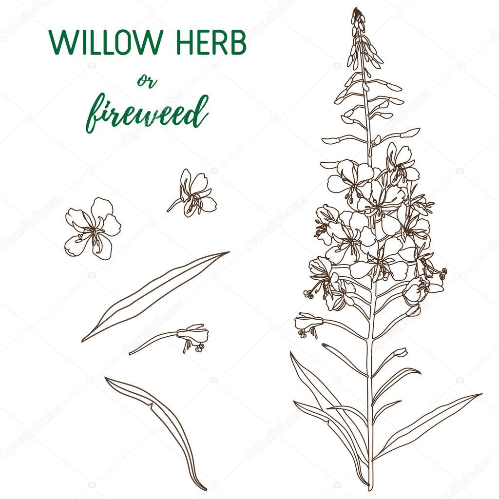 Willow Herb vector set. Hand drawn botanical illustration.