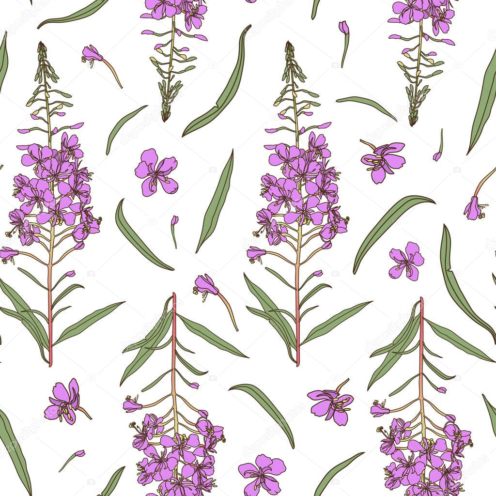 Willow herb seamless pattern. Hand drawn botanical vector illustration.
