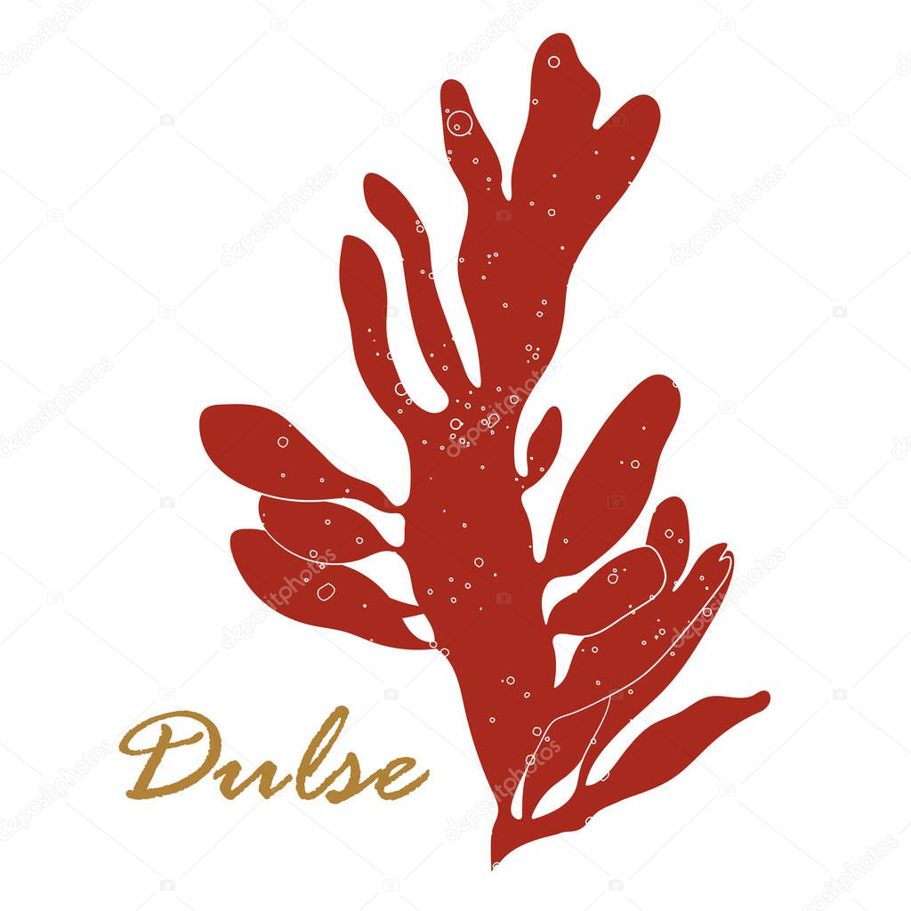 Dulse seaweed or Palmaria palmata. Edible red algae isolated on white background. Vector hand drawn illustration.