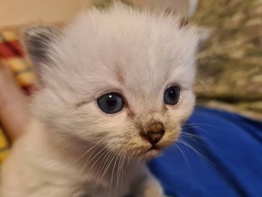 Gri yünlü küçük sevimli kedi yavrusu, mesafeye bakıyor.