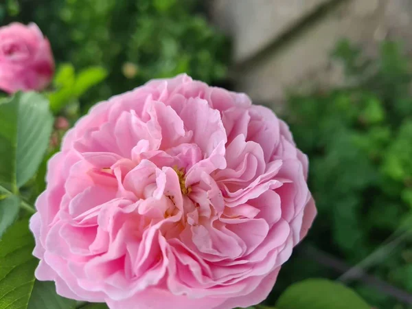 Rosas Cor Rosa Bonitas Primavera Dia Folhagem Verde Rosa Arbusto — Fotografia de Stock