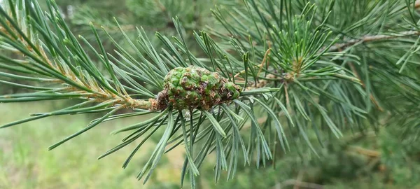 夏の森 トウヒの枝に若い緑のコーン バンプから樹脂の滴が放出されます — ストック写真