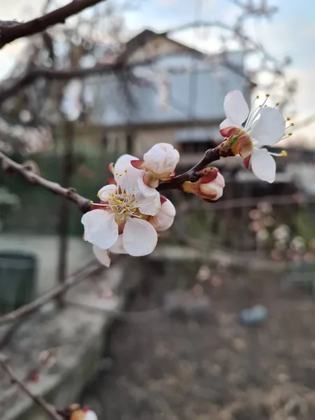 Ramo Com Flores Brancas Uma Árvore Fruto Início Primavera — Fotografia de Stock