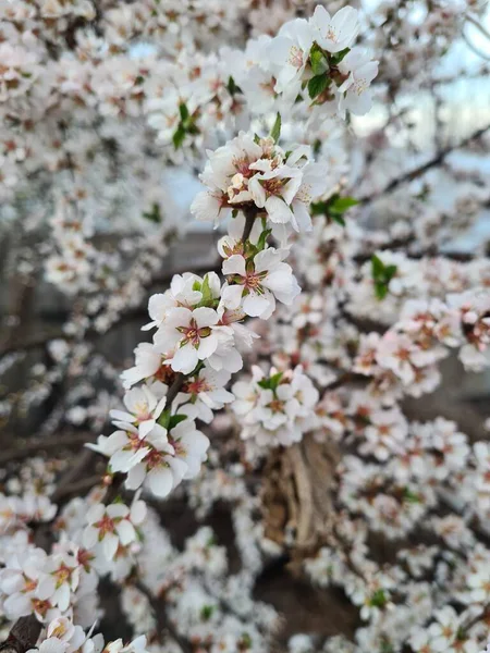 Ramo Com Flores Brancas Uma Árvore Fruto Início Primavera — Fotografia de Stock