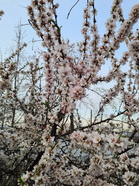Ramo Com Flores Brancas Uma Árvore Fruto Contra Céu Azul — Fotografia de Stock