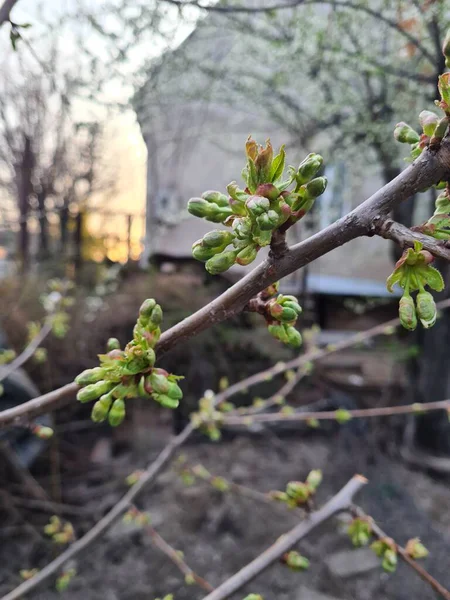 Ramo Com Folhas Verdes Jovens Árvore Fruta Início Primavera — Fotografia de Stock