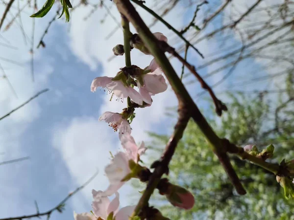 Ramo Com Flores Brancas Uma Árvore Fruto Contra Céu Azul — Fotografia de Stock