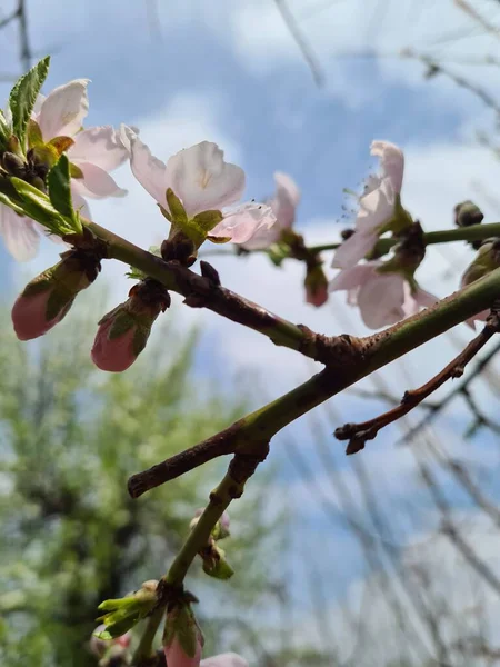 Tak Met Witte Bloemen Van Een Fruitboom Tegen Blauwe Lucht — Stockfoto