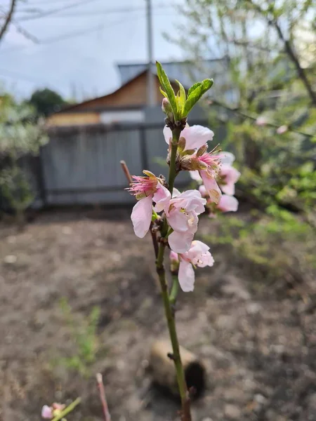 Tak Met Witte Bloemen Van Een Fruitboom Achtergrond Van Een — Stockfoto