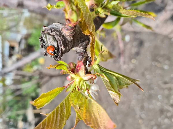 Ladybug Een Kersentak Vroeg Lente Jong Groen Kleine Bladeren Zonnige — Stockfoto