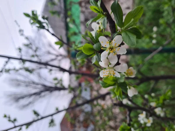 Větev Bílými Květy Ovocného Stromu Pozadí Jarní Zahrady — Stock fotografie