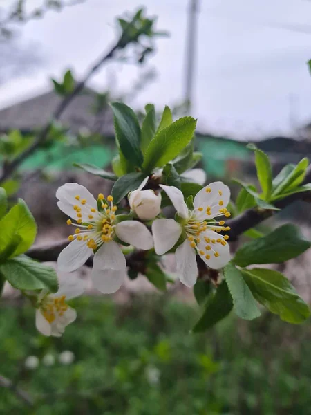 Tak Met Witte Bloemen Van Een Fruitboom Achtergrond Van Een — Stockfoto