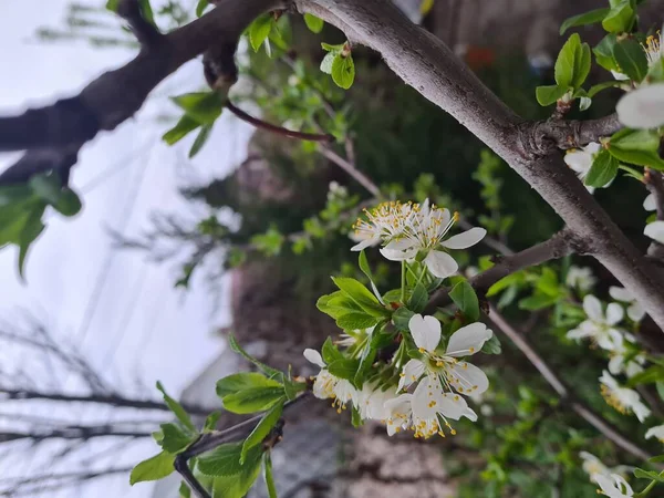 Ramo Com Flores Brancas Uma Árvore Fruto Fundo Jardim Primavera — Fotografia de Stock