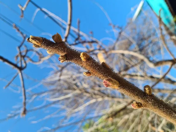 Botões Jovens Ramo Árvore Contra Céu Azul Primavera Dia Claro — Fotografia de Stock
