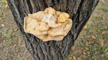 Bir ağacın kabuğunda açık bej mantarlar. Autumn Park 'ta. Sarı yapraklar.