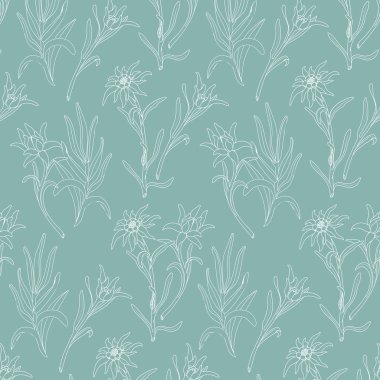 Edelweiss çiçek beyaz arka plan üzerinde ile botanik desen