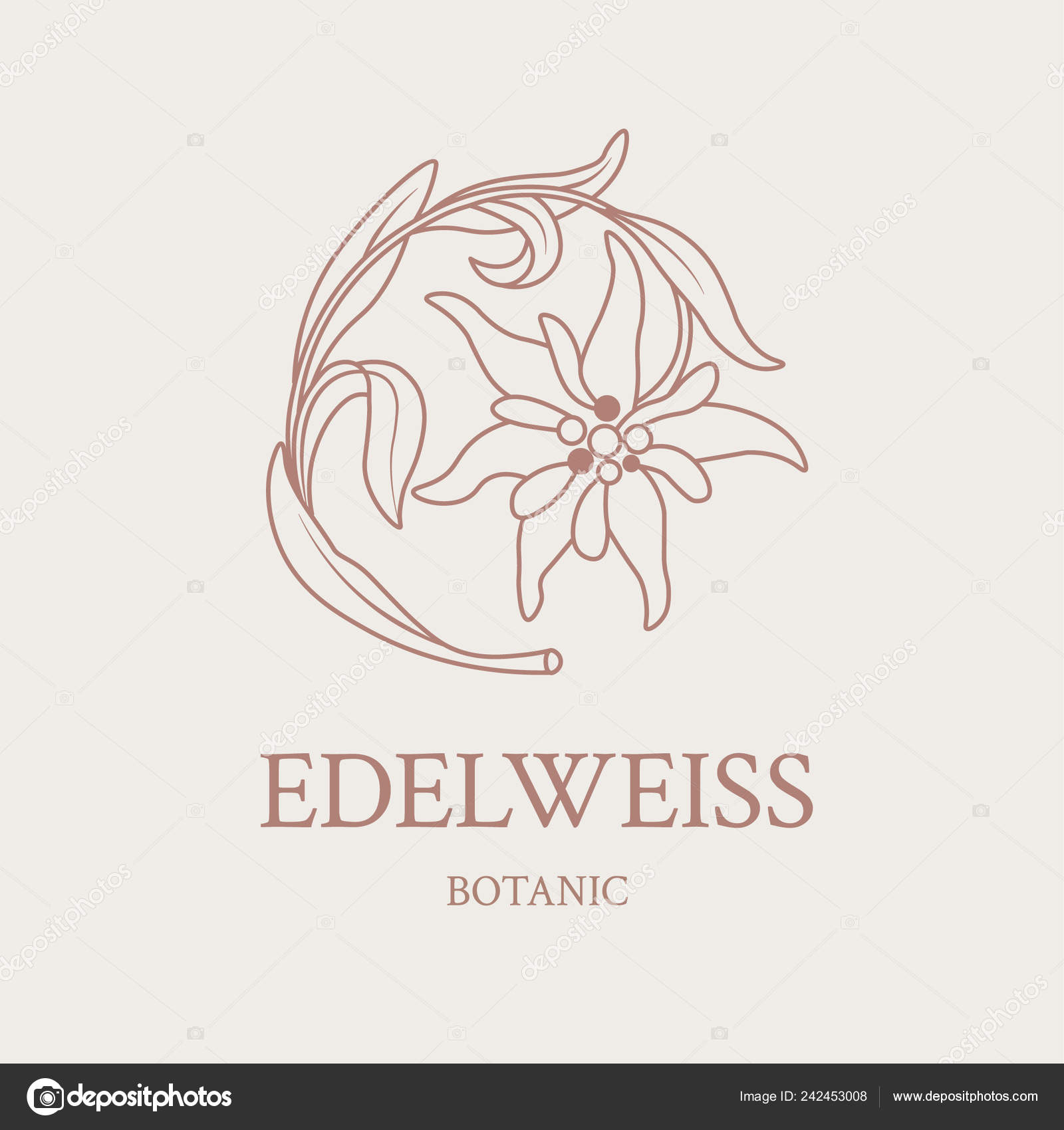 Featured image of post Botanical Edelweiss Flower Drawing Vector hand drawn floral frame