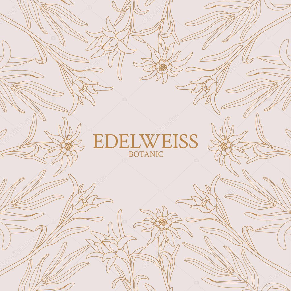 Edelweiss. Frame with edelweiss flowers on a pink background