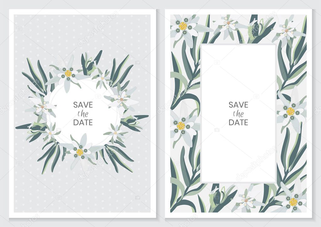 Edelweiss. Greeting card, invitation or vertical banner with flowers of edelweiss.