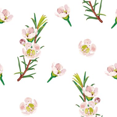 hamelaucium (Waxflower, Geraldton Wax-flower). Kusursuz bir desen. Nazik pembe çiçekli bir chamelaucium. Botanik desen. Beyaz arkaplandaki vektör stok illüstrasyonu.