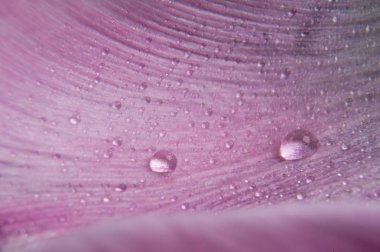 Gül yaprağına makro çiy damlaları