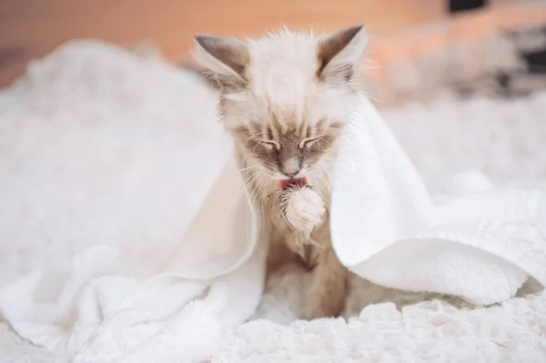 Islak Neva Maskeli Kedi Yıkandıktan sonra Havluyla Yıkandı