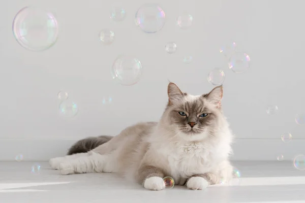 Neva Maskeli Baloncuklarla çevrili bir kedi yerde yatıyor.