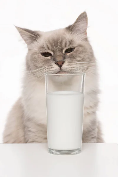 beyaz bir arka plan üzerinde tabby renk noktası renkli kedi bir bardaktan süt içme