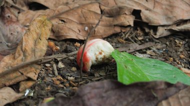Orman zemininde kuru yapraklı yarı yenmiş meyve.