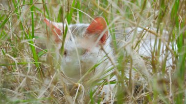 Kedi Uzun Çimenlerde Saklanıyor Açık havada