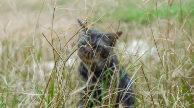 Uzun Çimenlerde Saklanan Tekir Kedi 'nin Yakın Çekimi